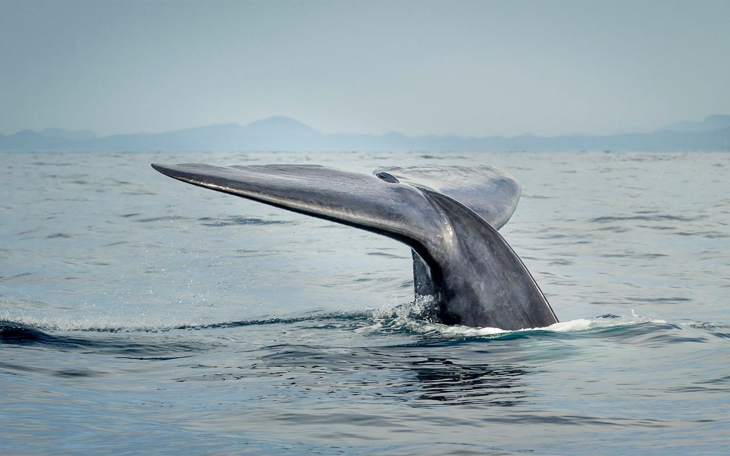 Les Baleines Bleues De Retour En Antarctique | WWF France